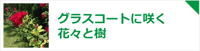 グラスコートに咲く花々と樹